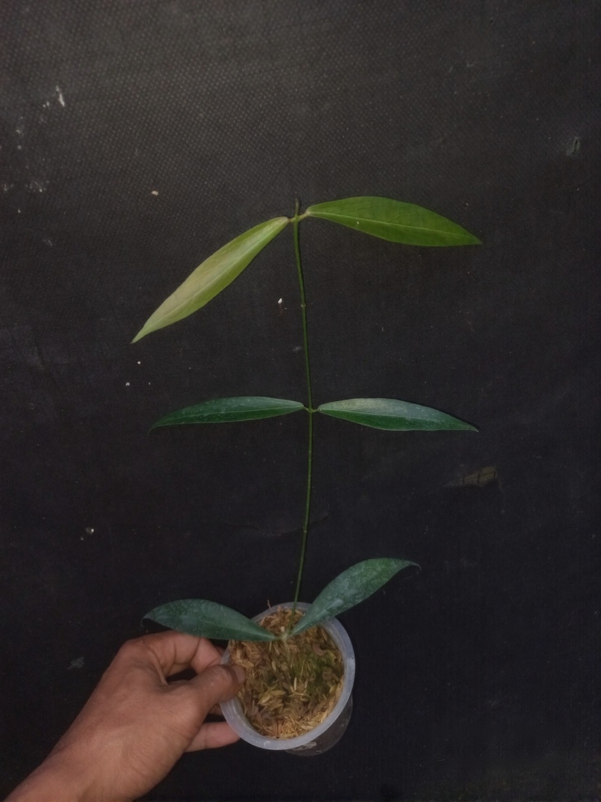 Hoya Lamingtoniae Sp Papua Rare Tropical Wax Plant