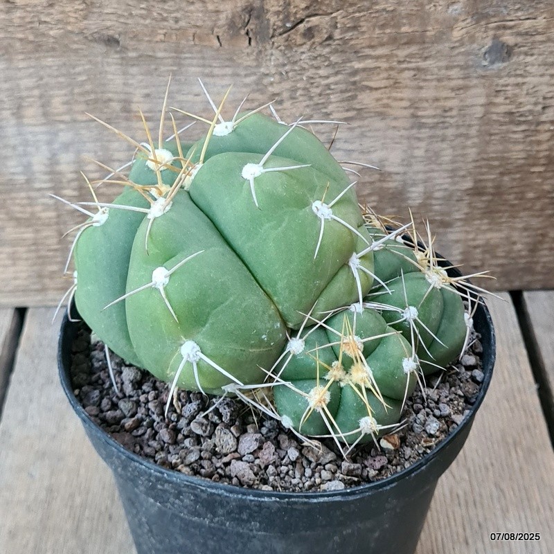 D5745 GYMNOCALYCIUM HORSTII pot14-H11-W14 cm MaMa Cactus