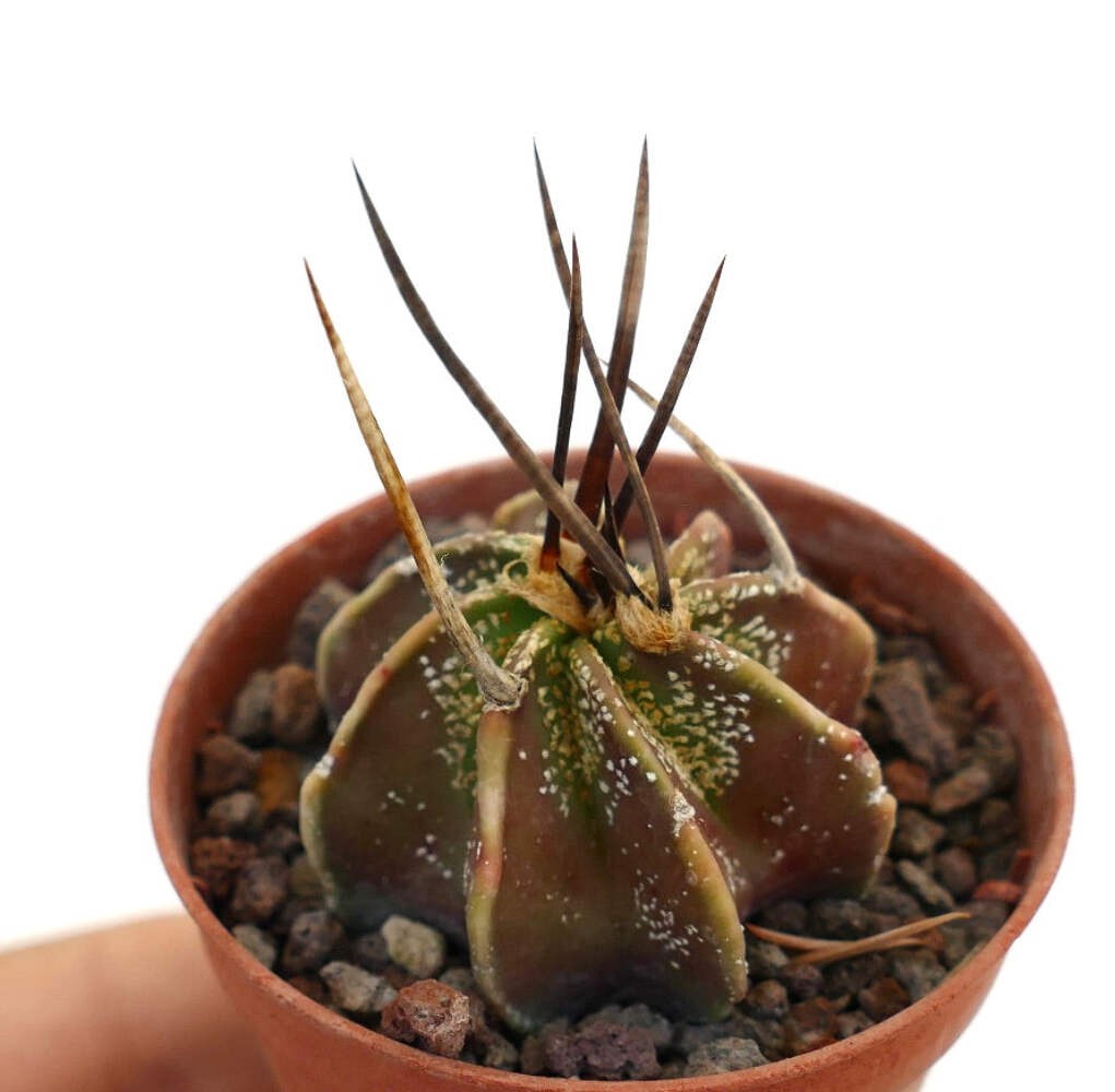 Astrophytum capricorne THAYO x BUFFALO – Goat’s horn cactus | Capricorn cactus