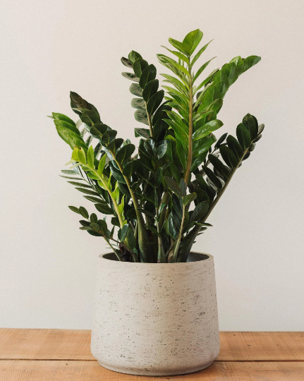 ZZ Plant with 6″ inch Potted Live Houseplant | Zamioculcas Zamiifolia