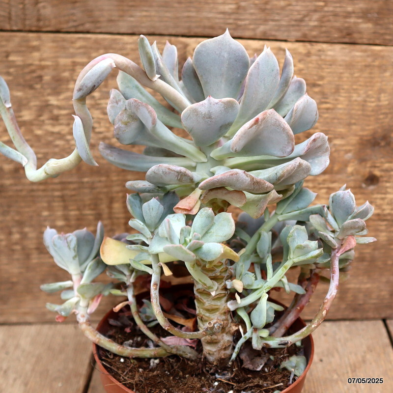 D3952 ECHEVERIA RUNYONII “TOPSY TURVY” pot14-H20-W22 cm MaMa Cactus