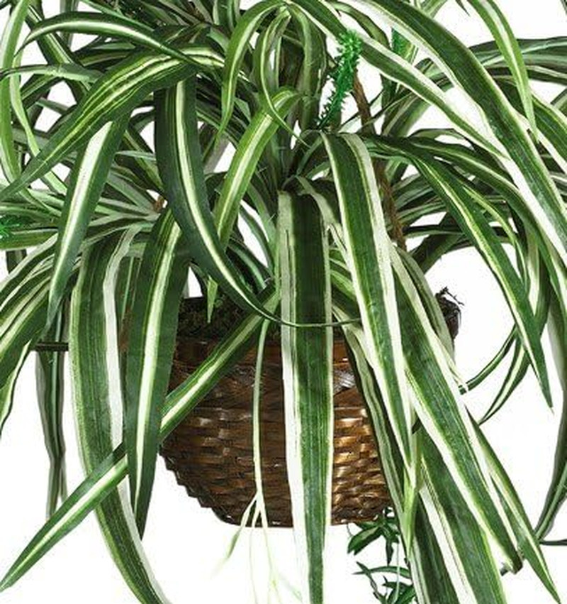 6607 Spider Hanging Basket Decorative Silk Plant, Green,10.25″ X 10.25″ X 17.5″