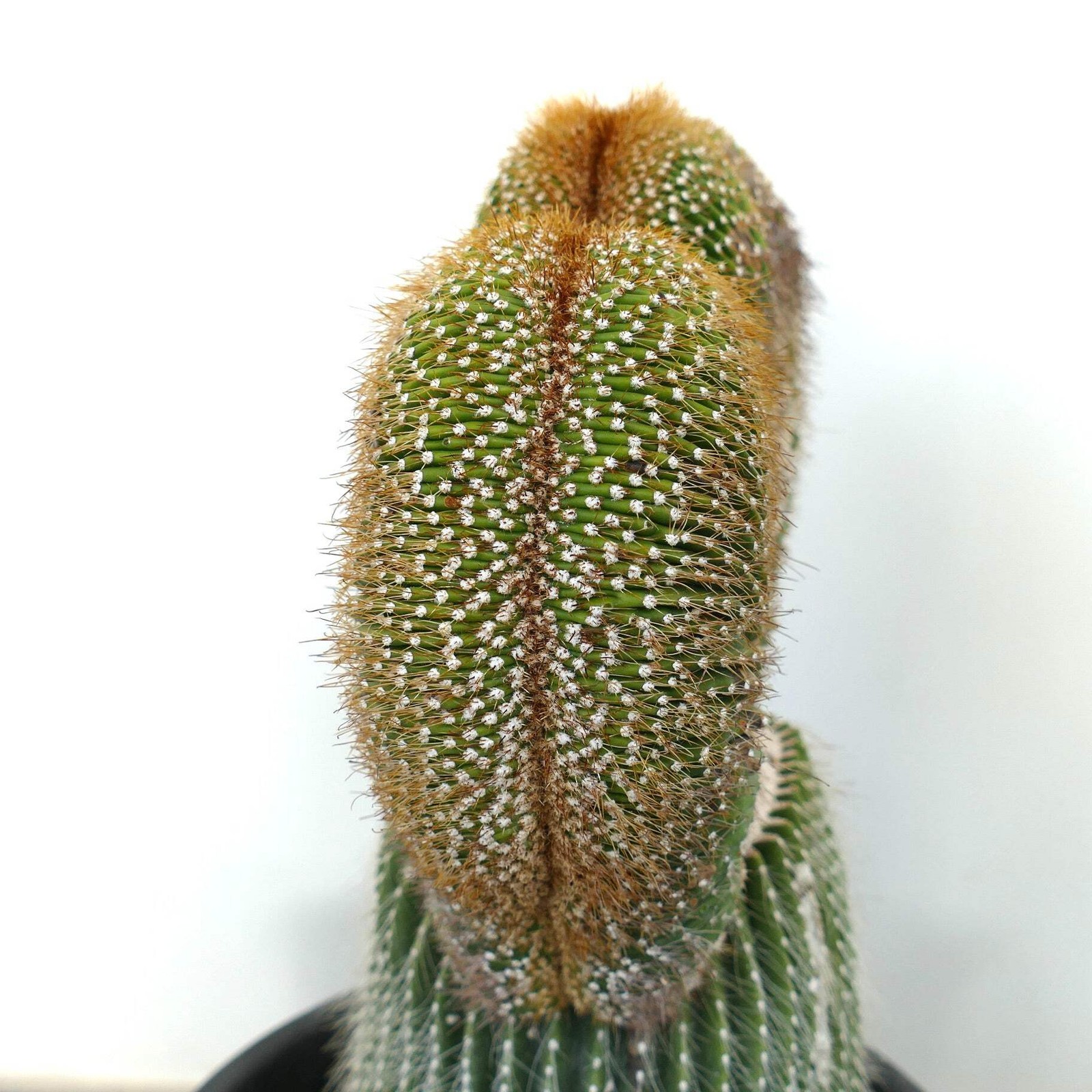 Carnegiea polylopha SAGUARO CRESTED 50x32cm – OLD SPECIMEN WILD
