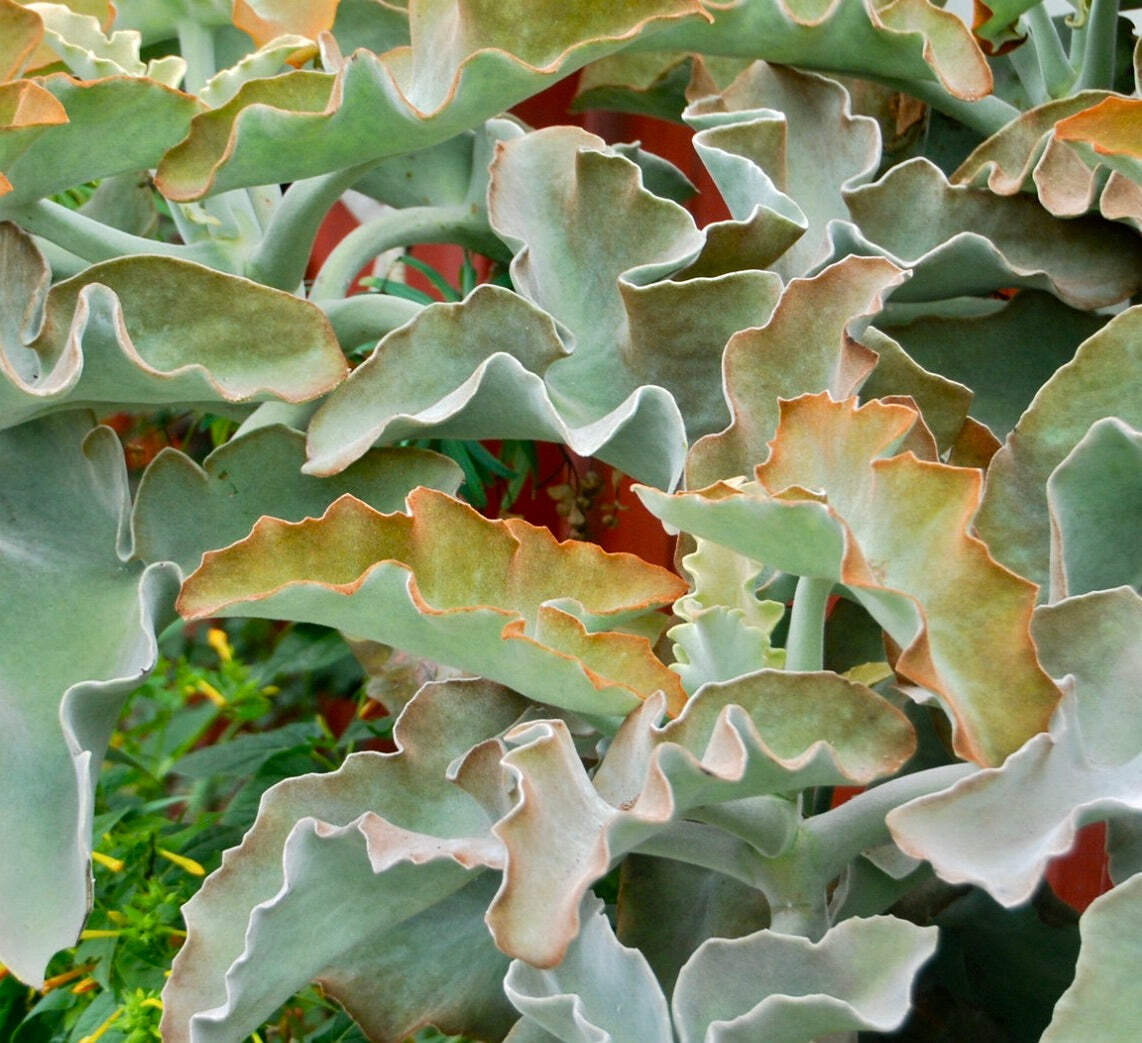 Kalanchoe beharensis cv ‘Rusty’ – Felt Plant | Felt Bush