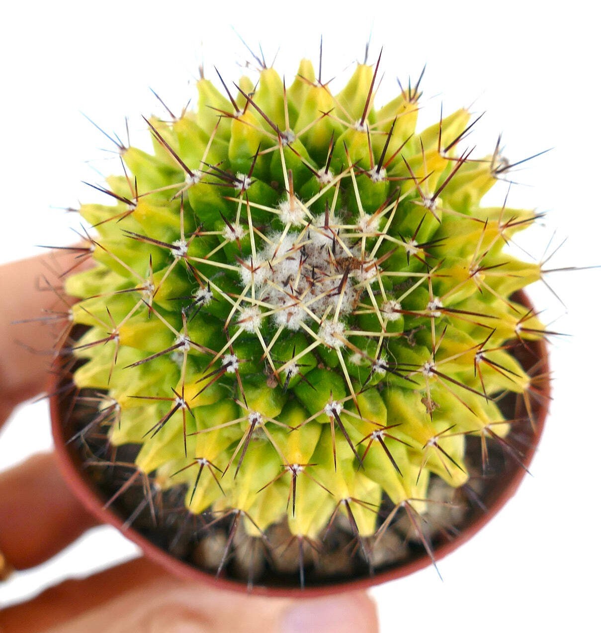 Mammillaria marksiana VARIEGATED – Marks’ nipple cactus | Marks’ pincushion cact