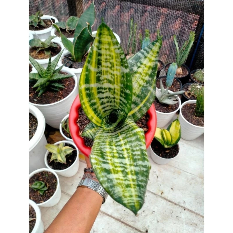 Sansevieria Futura America Rare Unique Snake Exotic Plant PL098