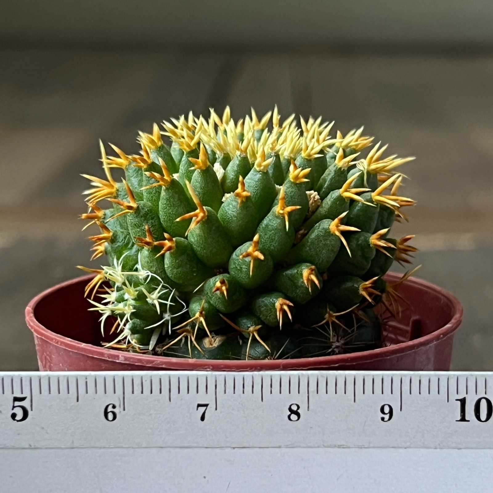 A50-849 Mammillaria camptotricha ‘cv BRU’