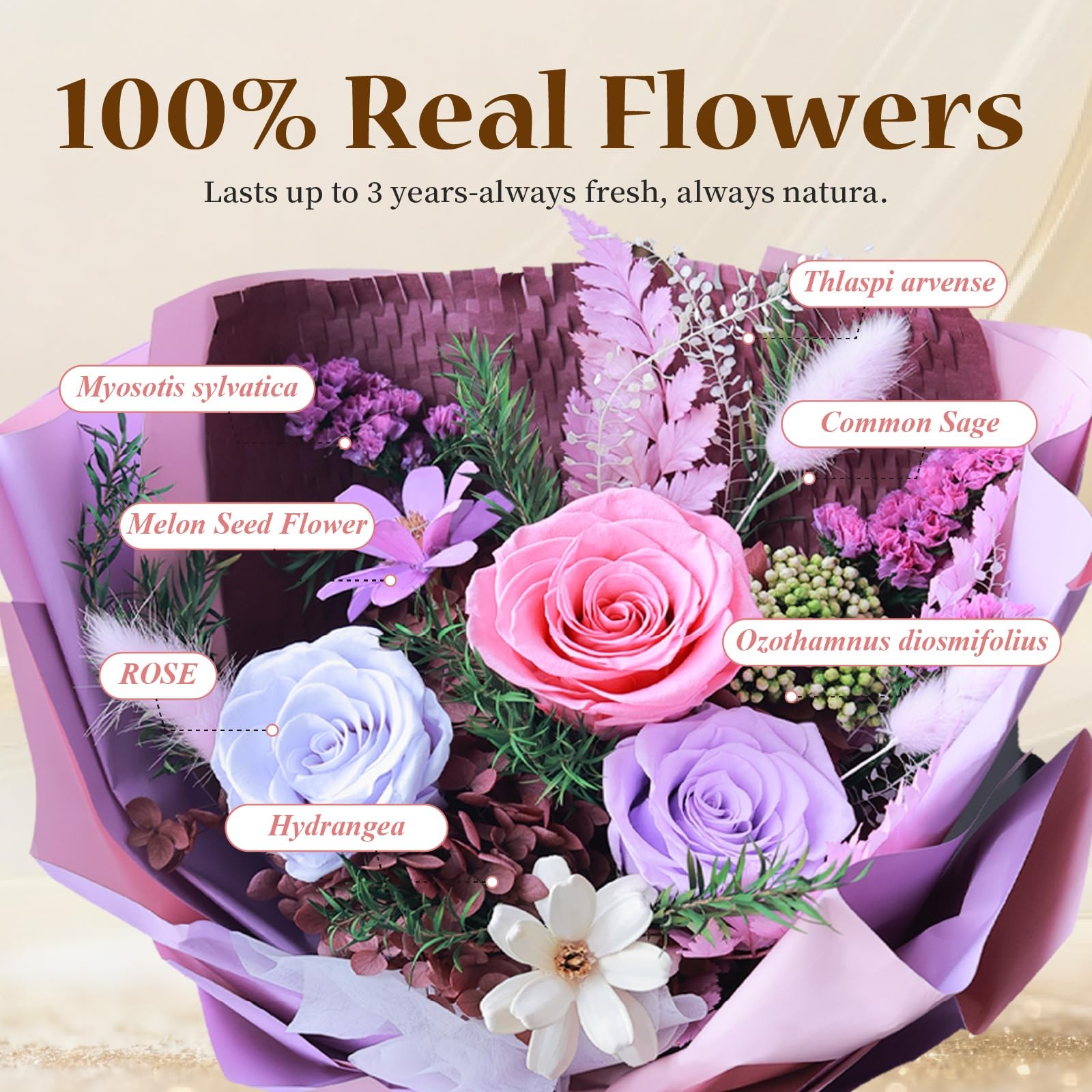 Cyrabota Preserved Roses Eternal Flowers Real Purple Roses that Last 3 Years …