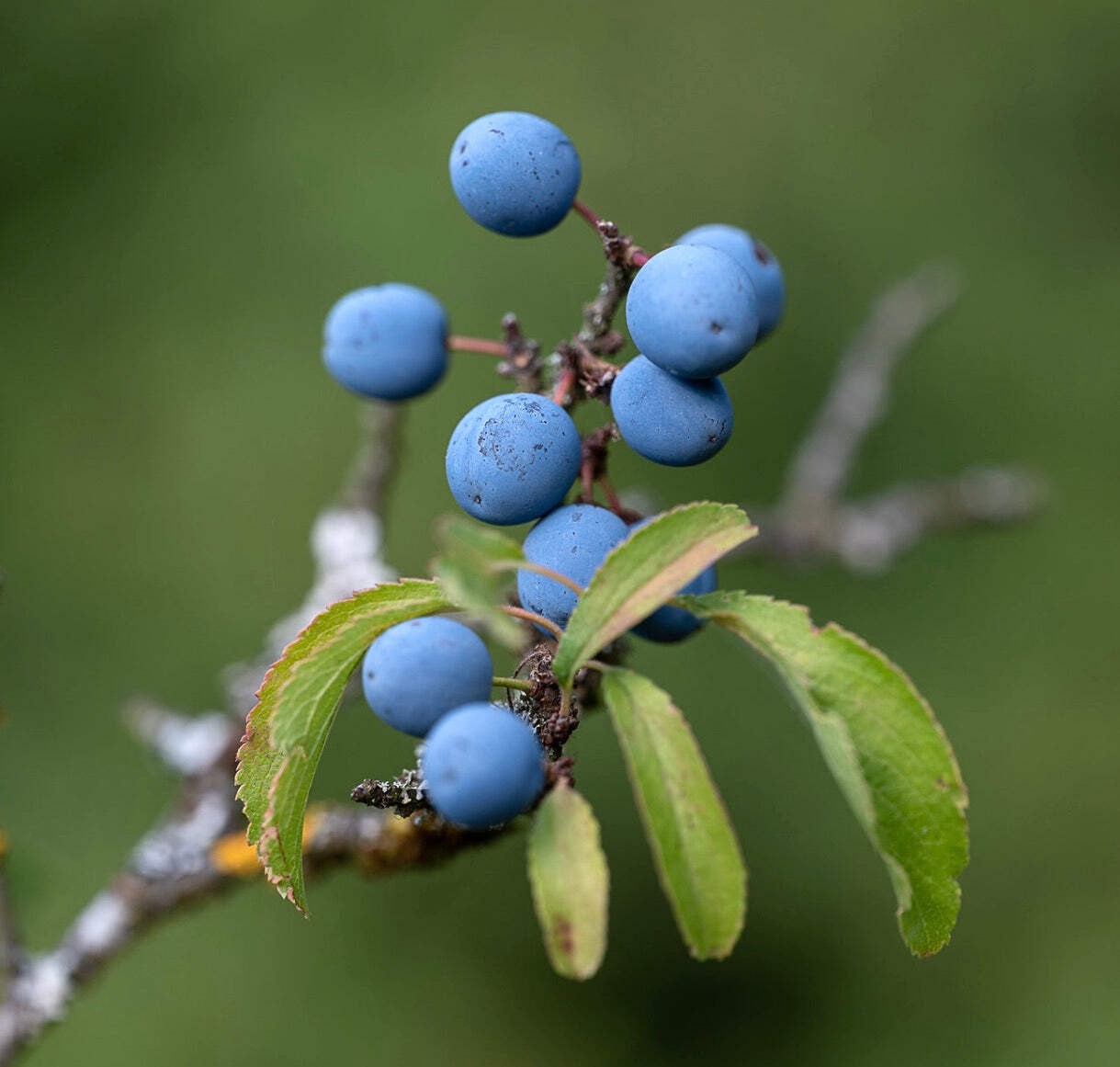 Prunus spinosa | Blackthorn, Sloe | 10 SEEDS – Blackthorn | Sloe