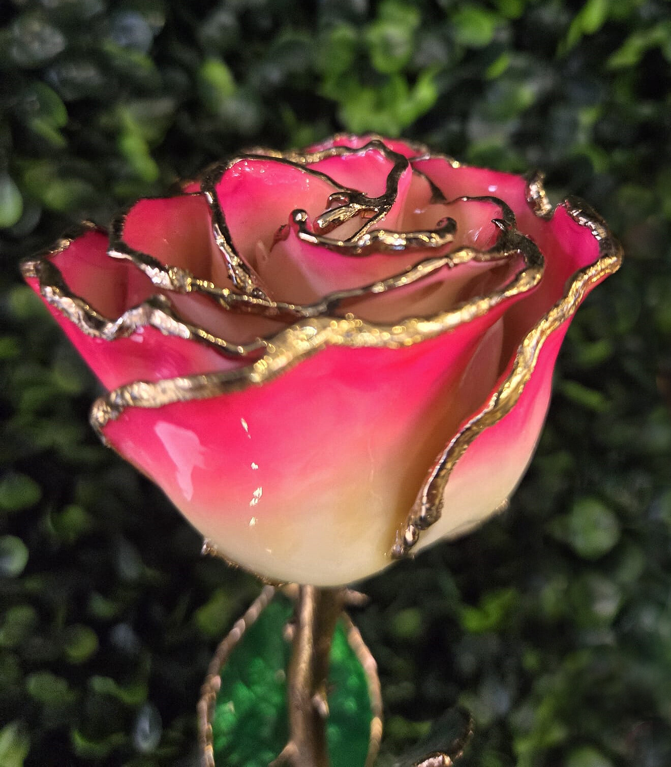24k Gold Dipped Cream Red Lacquer Real Rose Valentine’s Day Holiday Gift