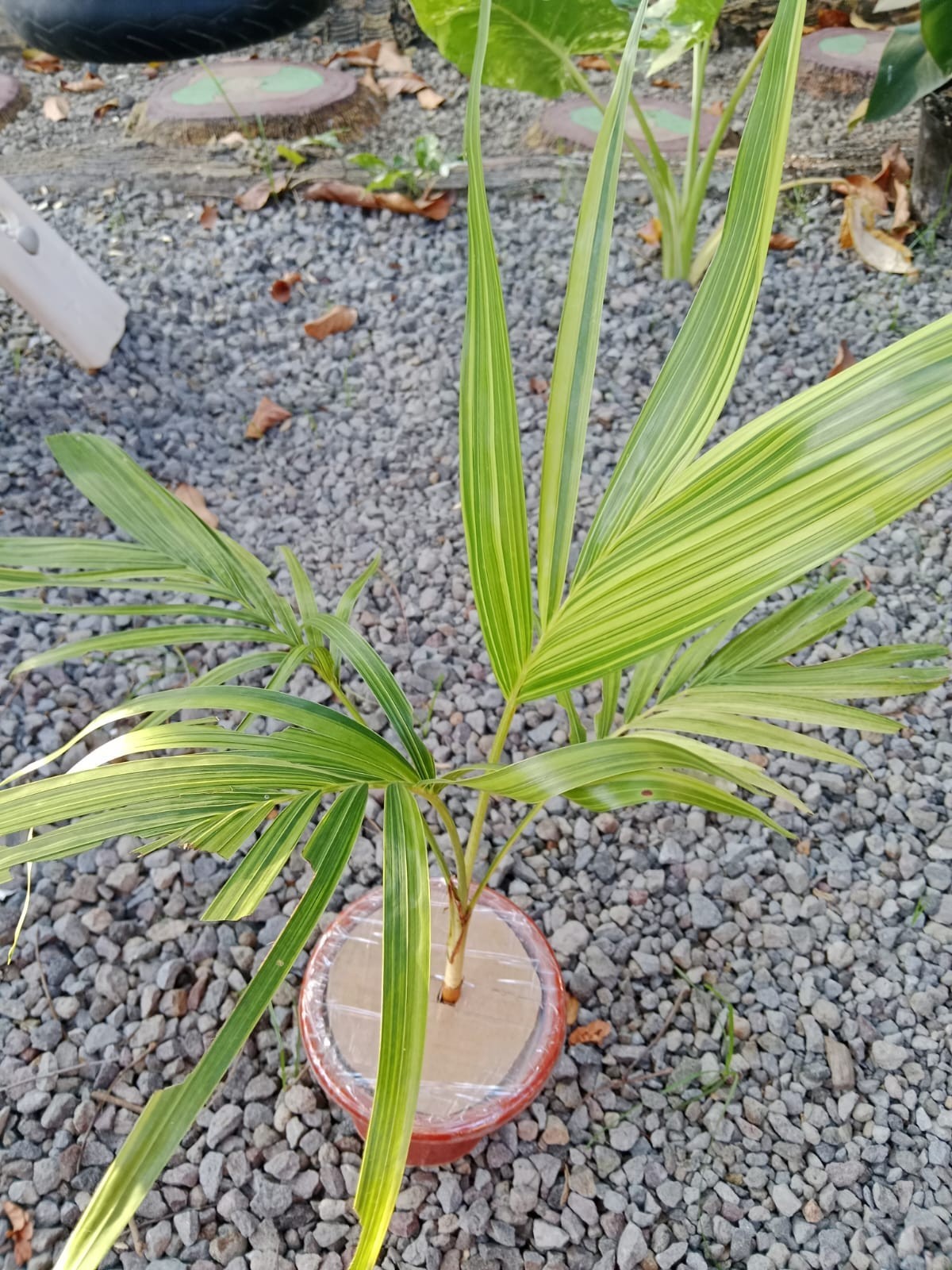 Real Palm Chamaedorea Elegans Variegata Live | Rare Variegated Parlor Palm
