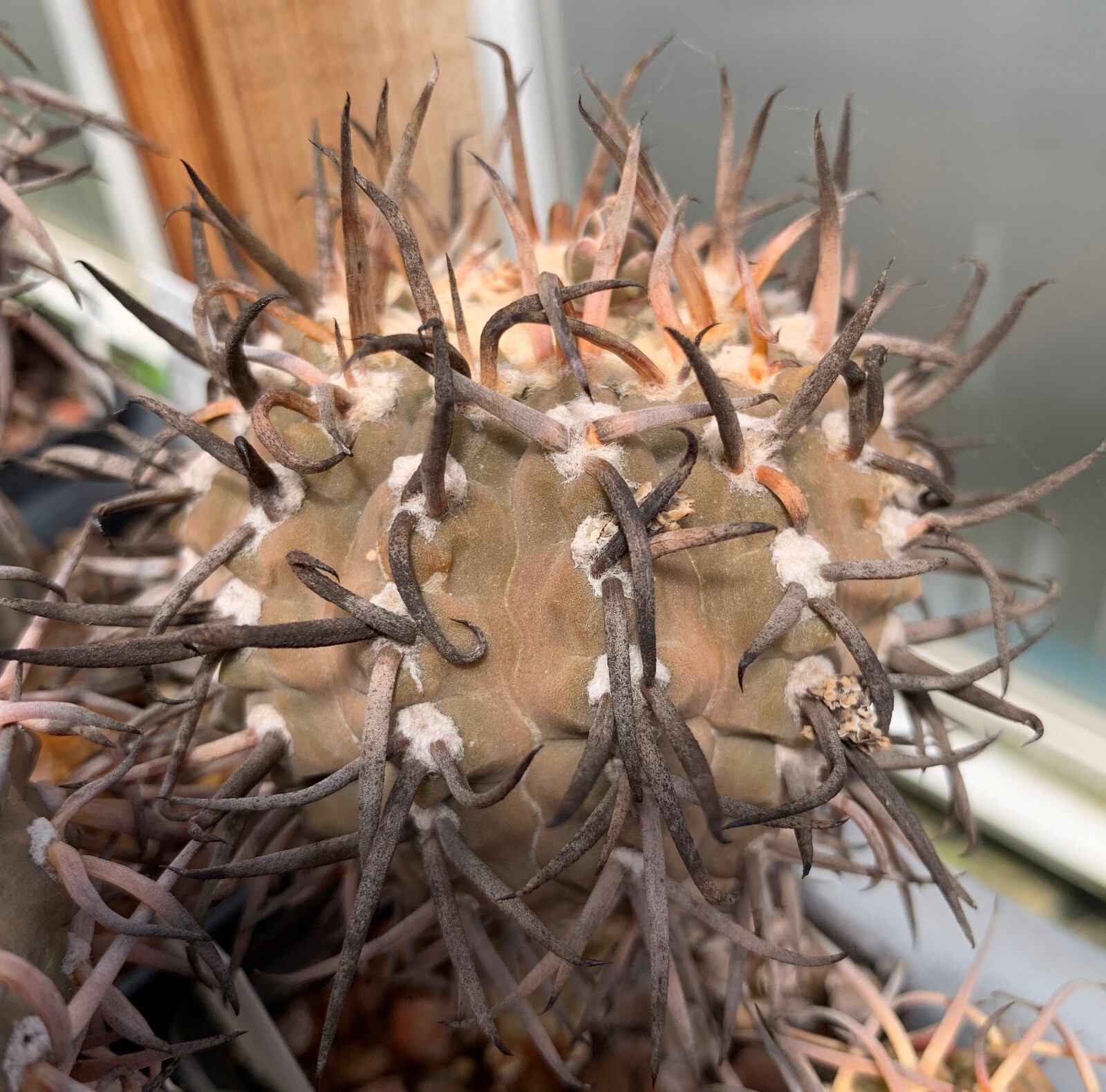 50 FRESH SE_EDS Gymnocalycium riojense v paucispinum selected