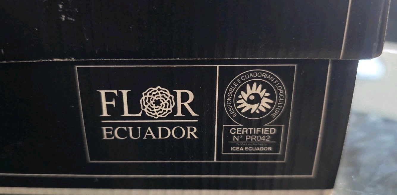 Preserved Roses Forever Roses 6 Pack Multi Color XL Ecuador