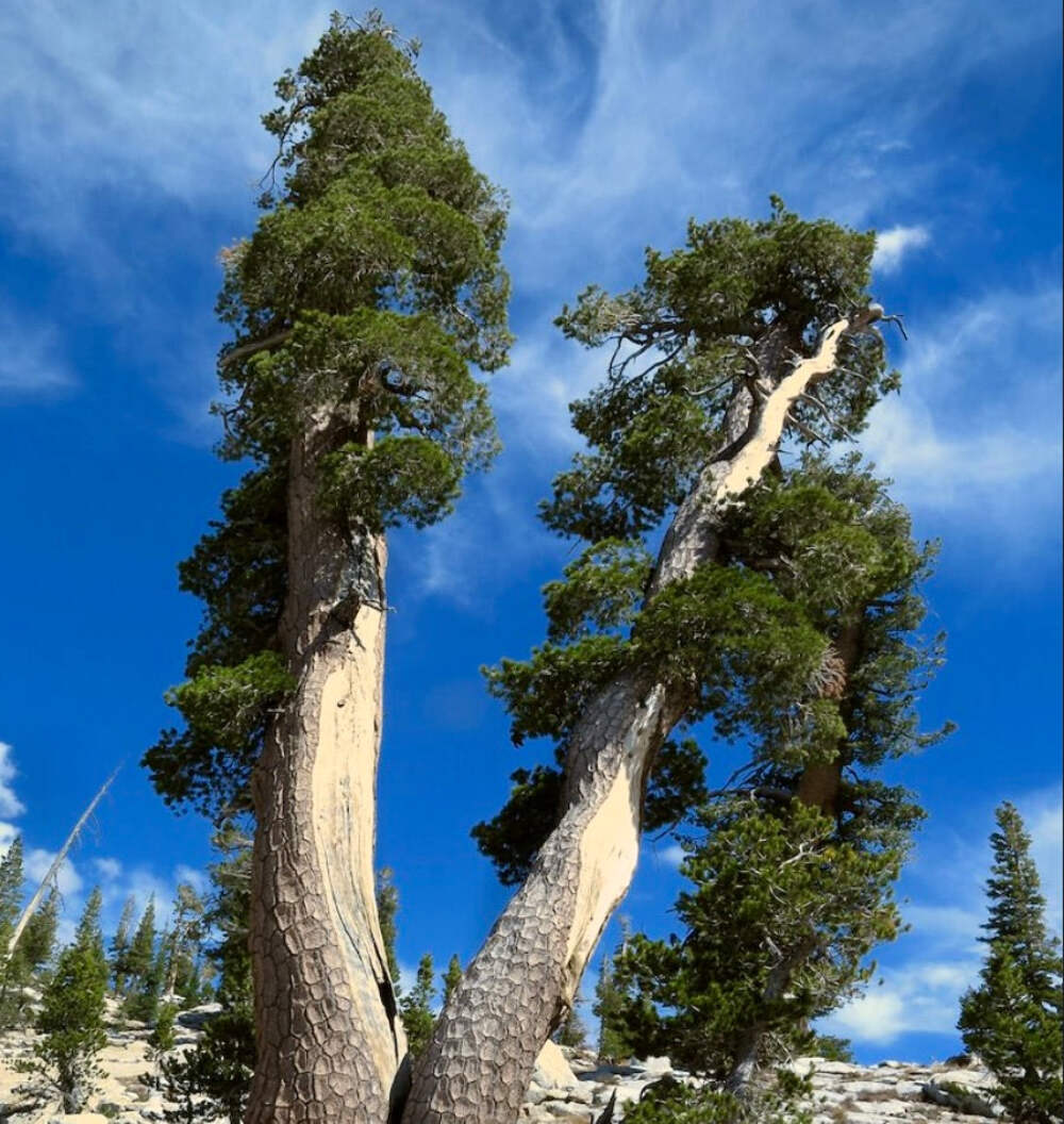 Pinus monticola 10-20cm | Western White Pine | Silver Pine – Western White Pine