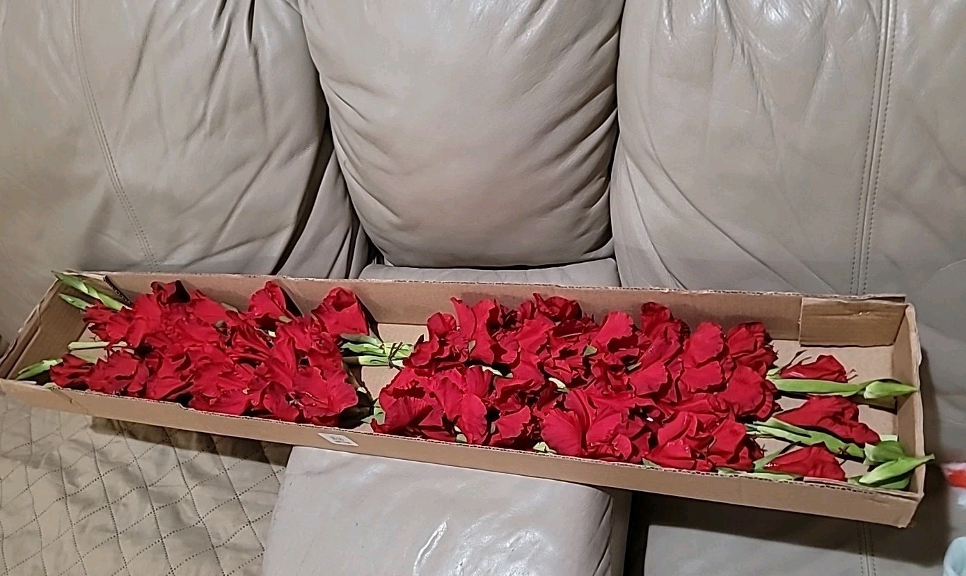 6 Pk Artificial Red Gladiolus Flowers Stem approx 36 inch long By Better Homes