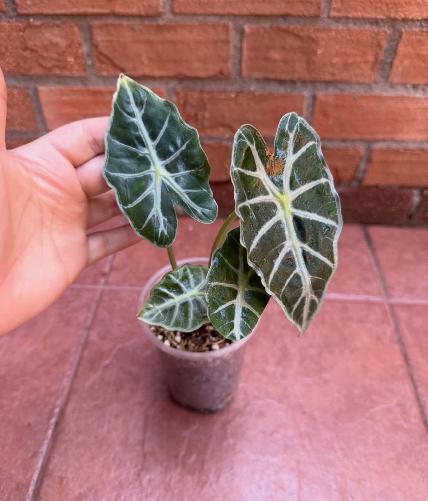 Alocasia Parasol Live Plant Rare Tropical Houseplant Grow In Pot