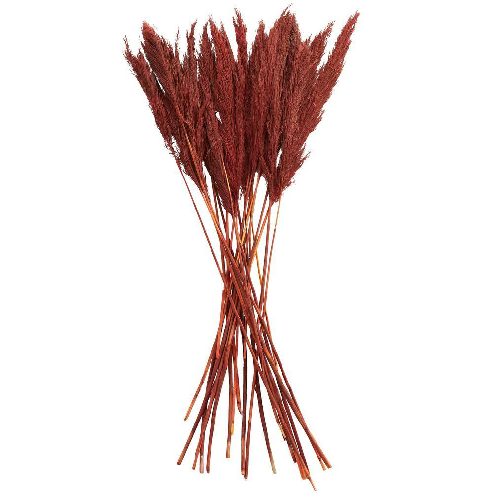 35 In. Pampas Natural Foliage with Long Stems (1 Bundle)