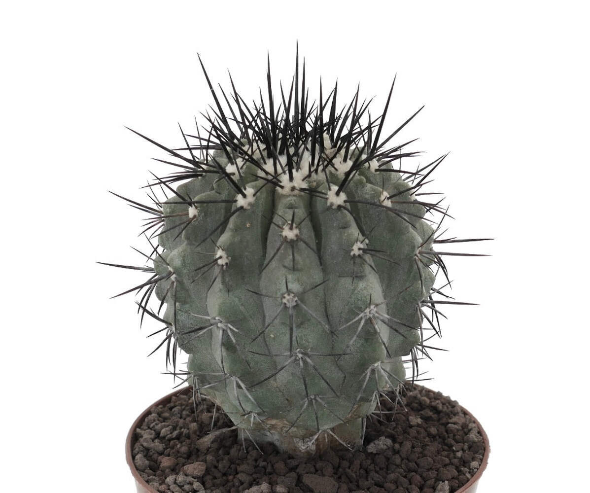 Copiapoa cinera BIG SIZE GRAFTED – NO CRESTED
