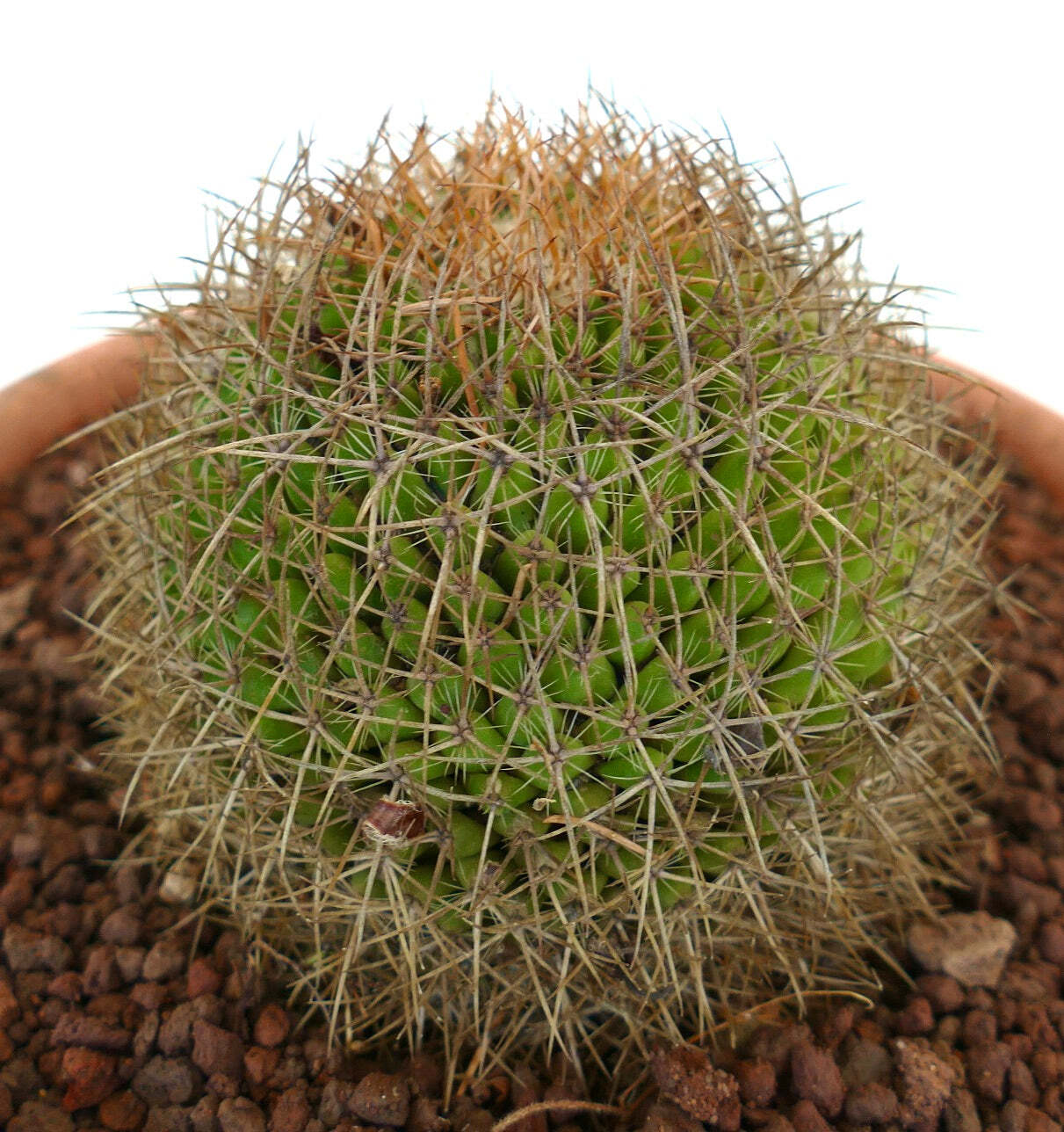 Mammillaria parkinsonii REP 2363 Pena Miller, Querétaro, Mexico –