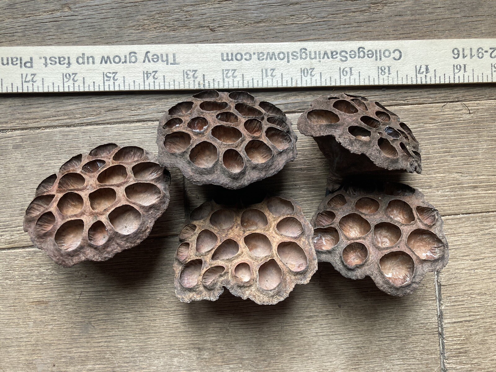 5 Dried Lotus Seed Pod Heads 3” Florist Wreath Decor Aquarium Habitat From USA