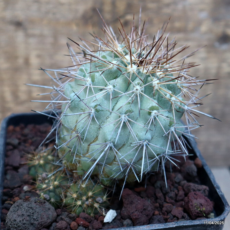 D2946 COPIAPOA GRANDIFLORA KK1067 pot13-H7-W6 cm MaMa Cactus
