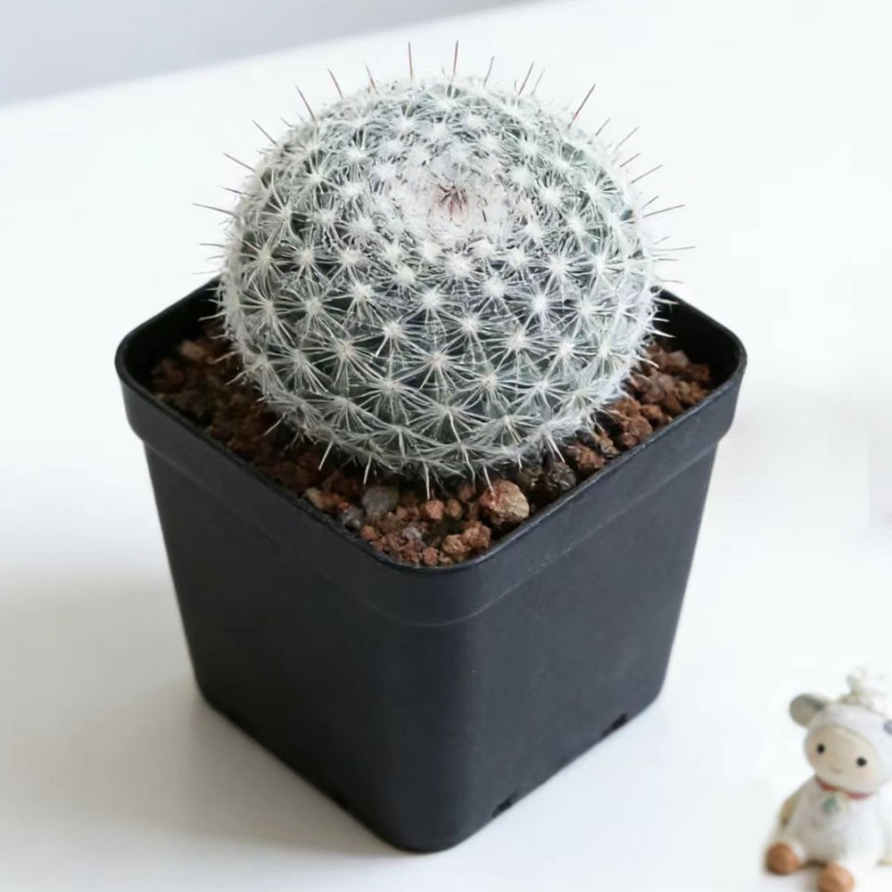 Mammillaria hahniana – Easy-Care Live Cactus Plant for Beginners
