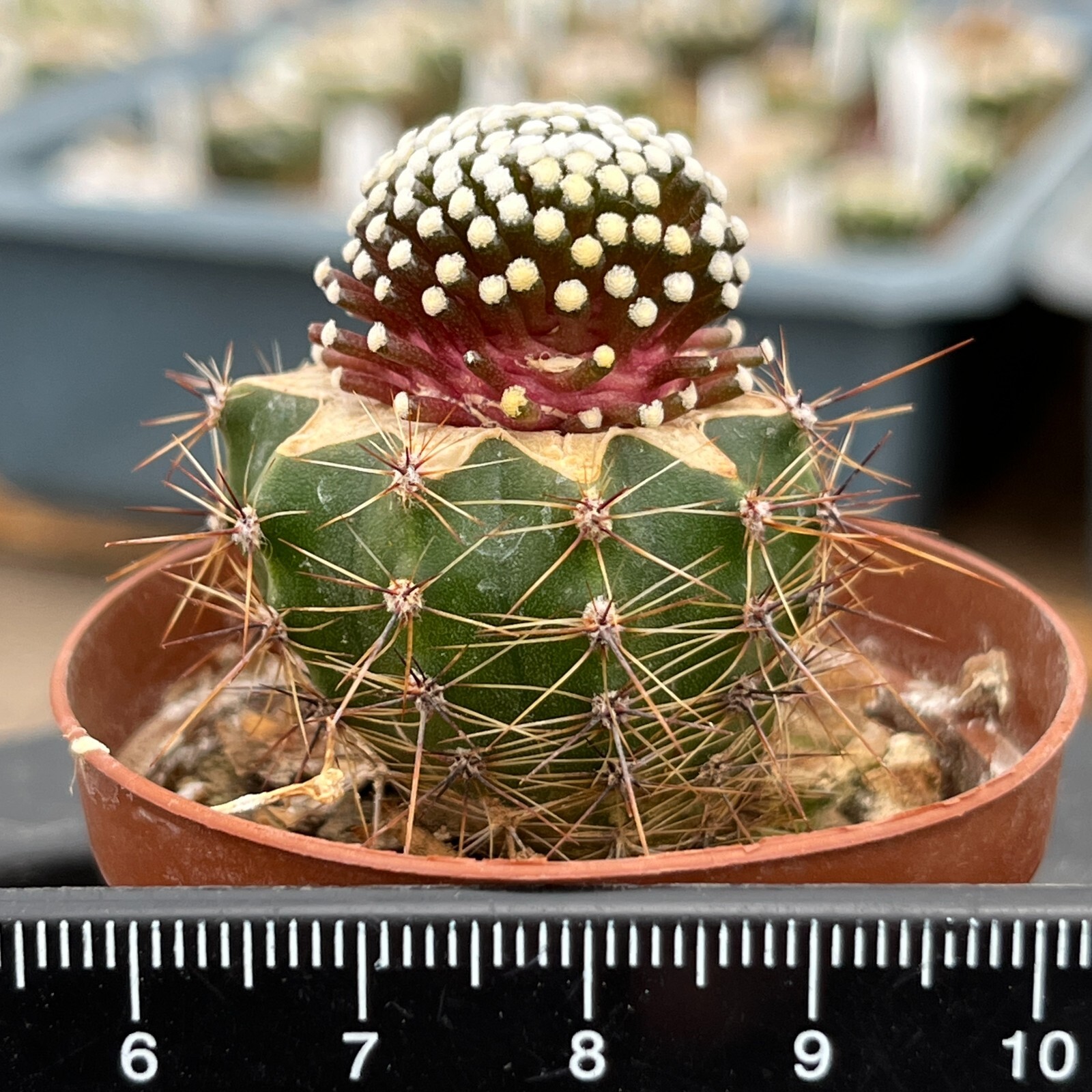 A30-1615. Mammillaria luethyi VM 1157, Las Norias Coa (Grafted)