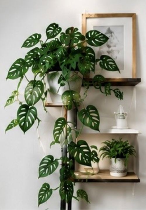 Swiss Cheese Plant /Monstera adansonii Live Plant 12″ Tall With 4″ Pot