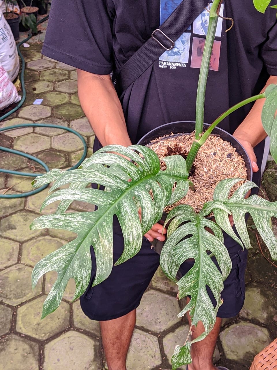 Epipremnum Devil Monster Variegated Large Leaf Real Picture Very Beauty