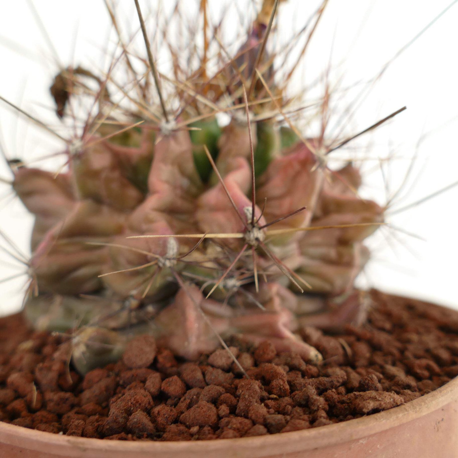 Ferocactus hamatacanthus UNUSUAL RIBS FORMS – Texas barrel cactus | Hooked barre