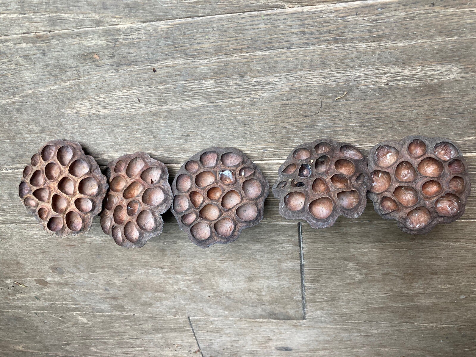5 Dried Lotus Seed Pod Heads 3” Florist Wreath Decor Aquarium Habitat From USA