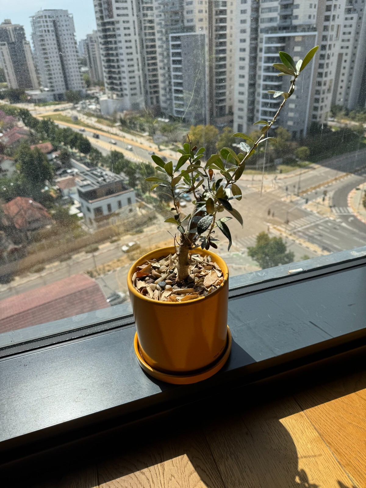 decorative house plant