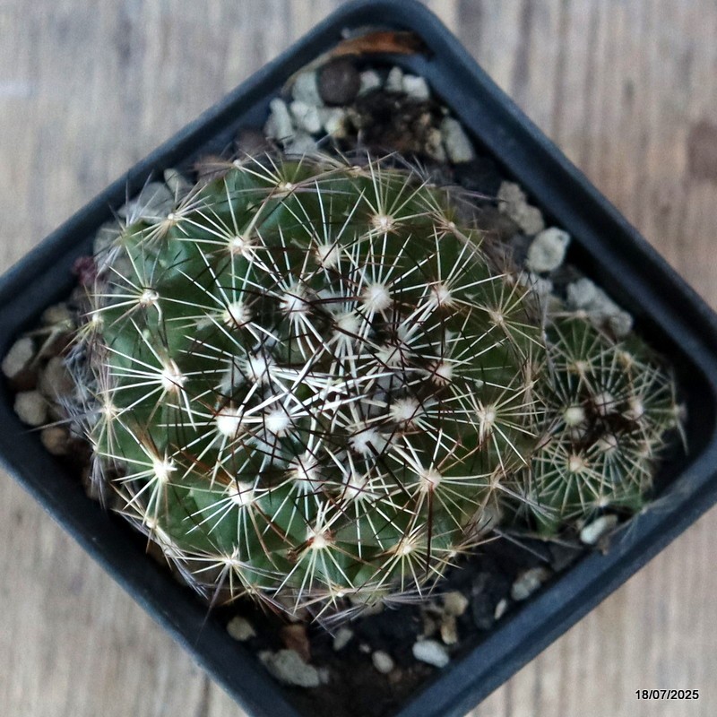 D5379 CORYPHANTHA NICKELSAE pot8-H7-W8 cm MaMa Cactus