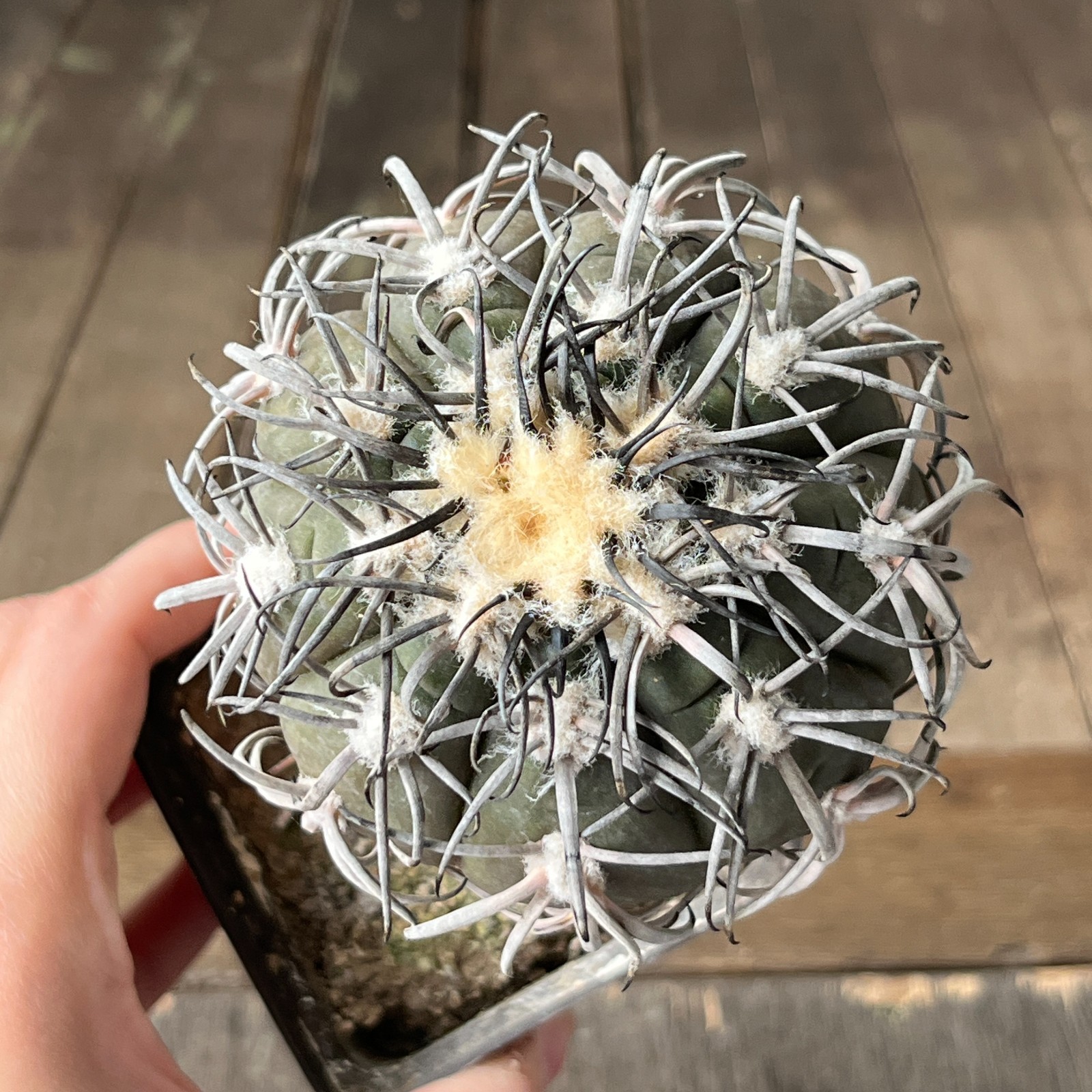 A38-2059 Gymnocalycium spegazzinii super black spines, grafted
