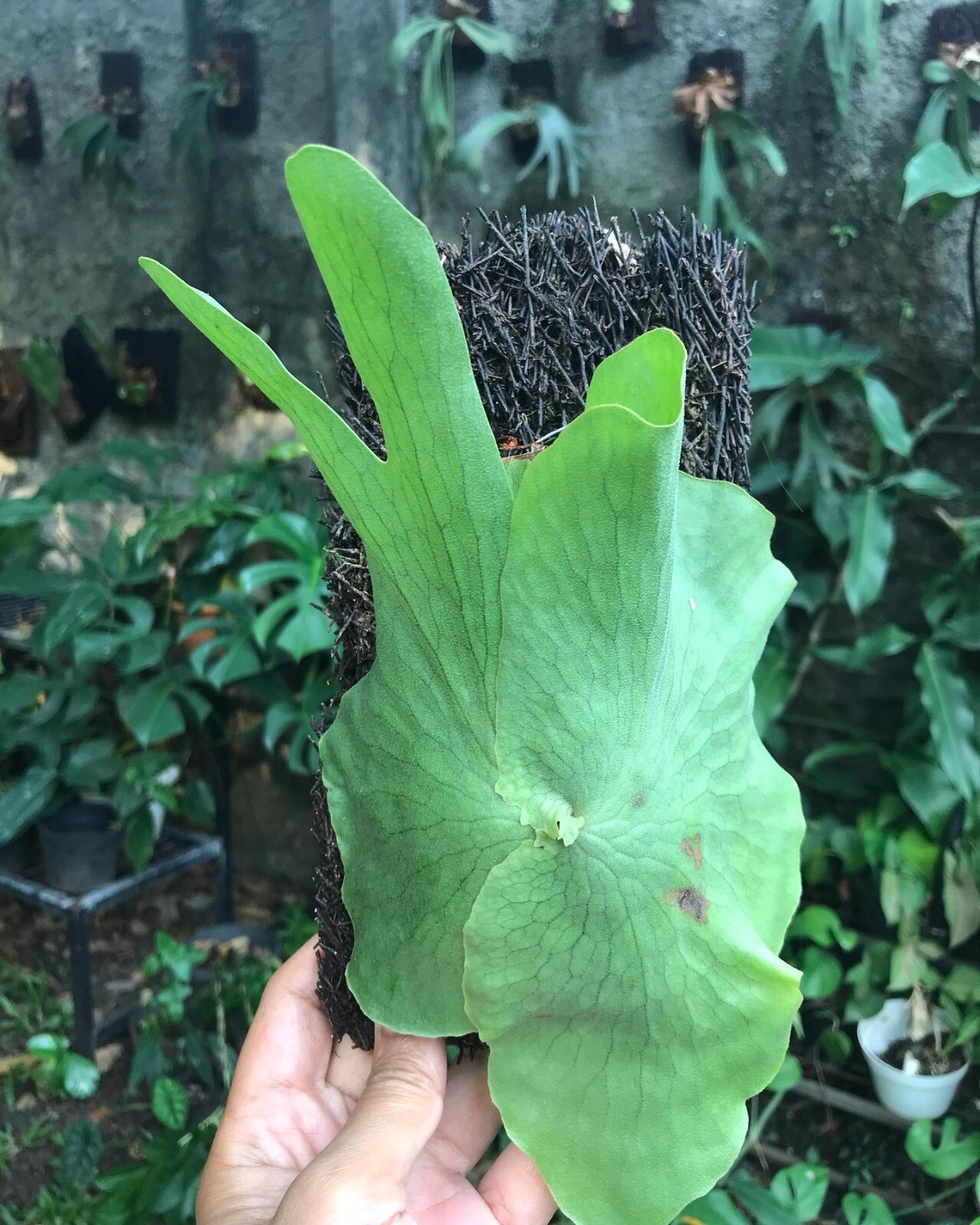 Platycerium Wandae papua sp + Phytosanitary Cert