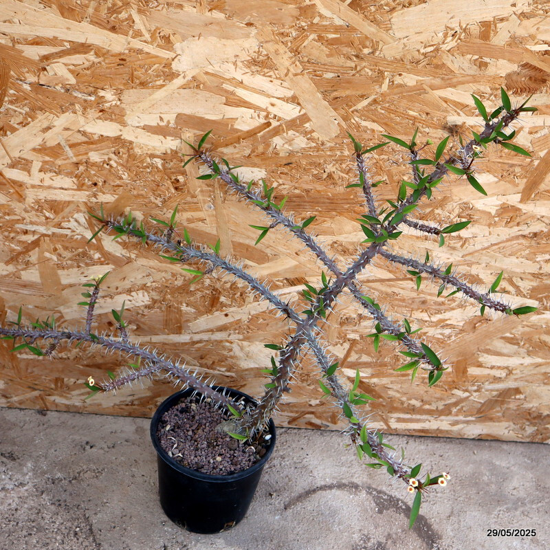 D4436 EUPHORBIA MILII pot16-H58-W59 cm MaMa Cactus