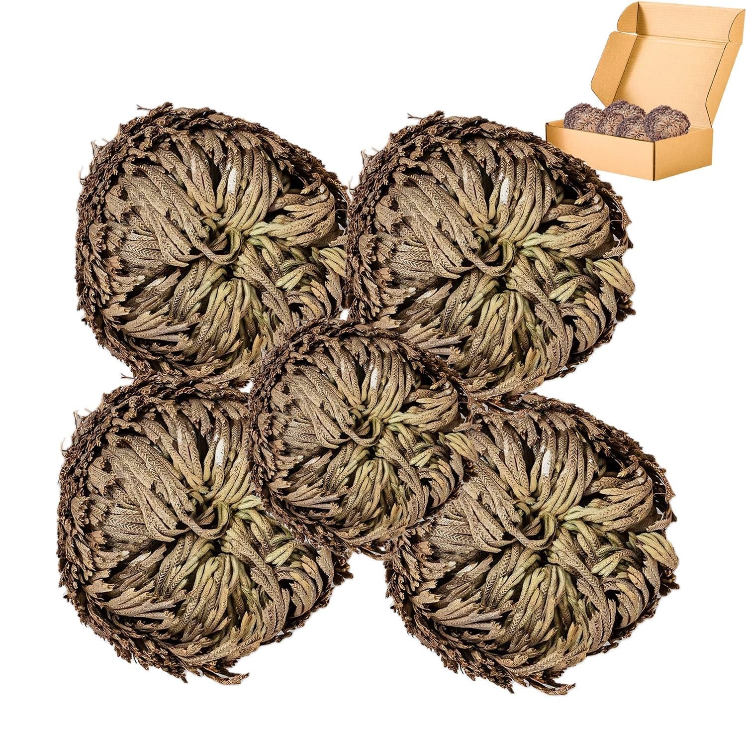 5 Pack Big 3.5″ Rose of Jericho Resurrection Plants, Flor De Jerico Original Dri