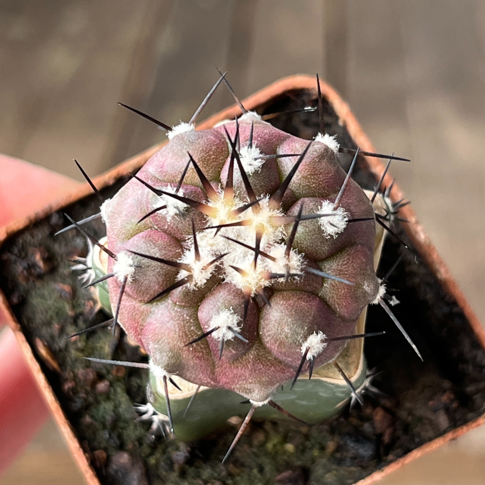 A23-1554 Copiapoa cinerea, HR1024, El Griton, Chile, grafted