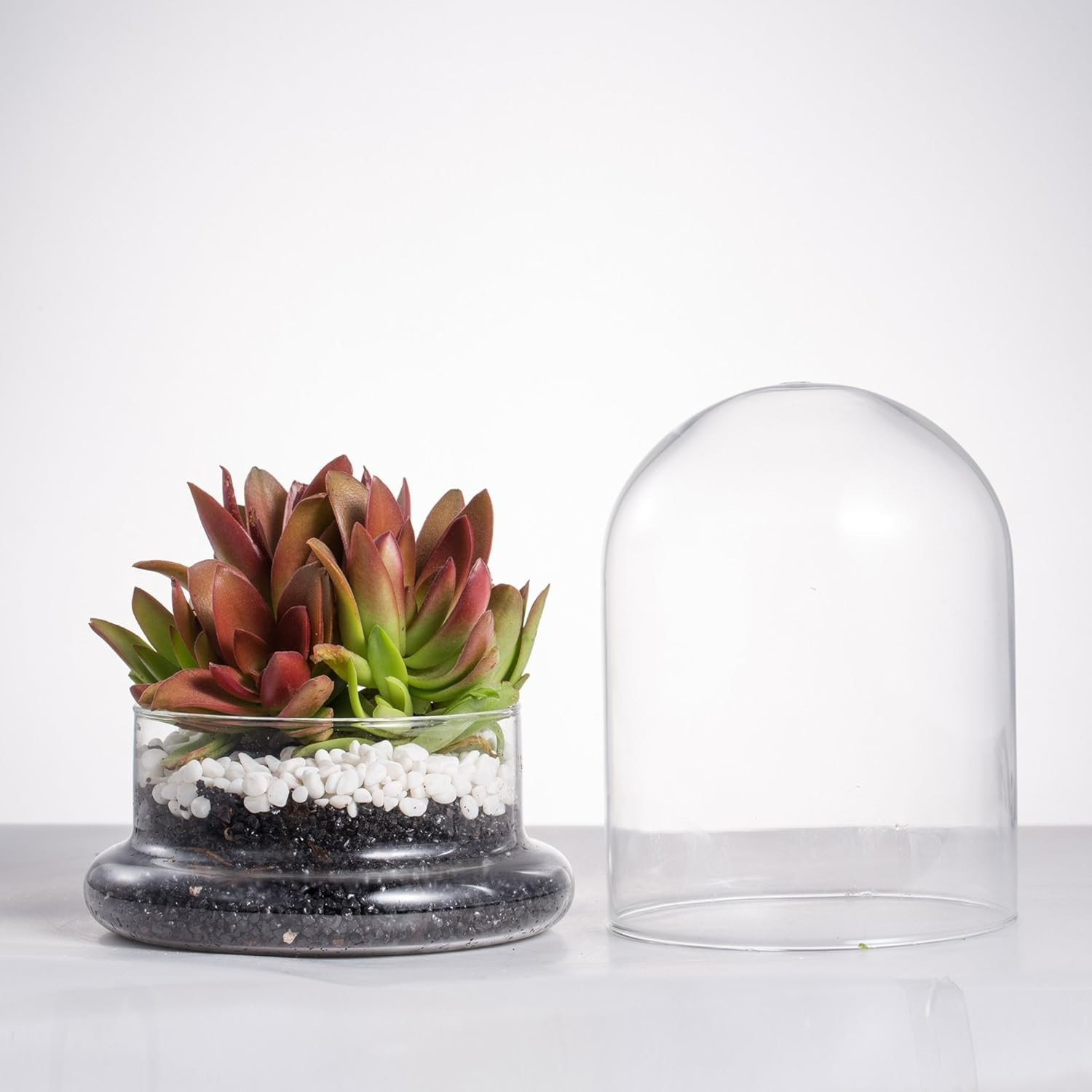 Chic Clear Glass Terrarium Cloche with Base – Ideal for Succulents or Displays