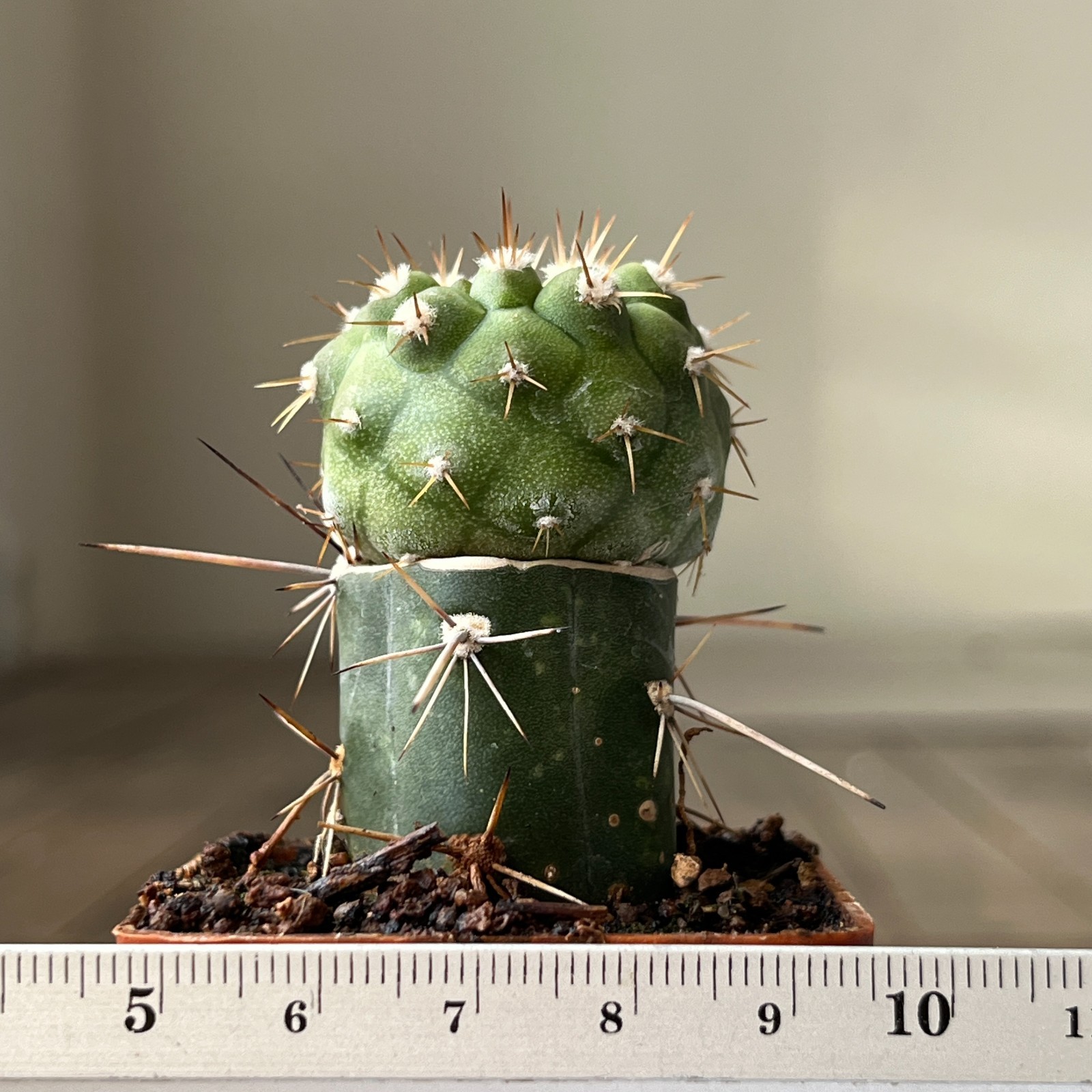 A23-1678 Copiapoa columna-alba, JN2015, Punta-Ballena, Ant, grafted