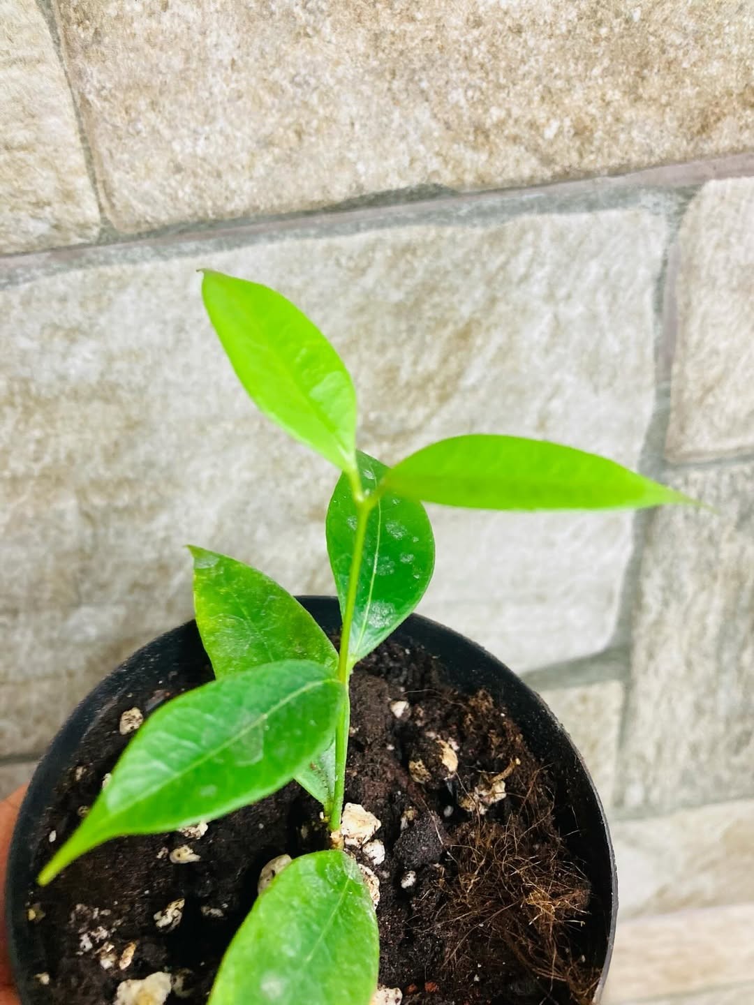 Hoya Odorata Rare Tropical Wax Plant