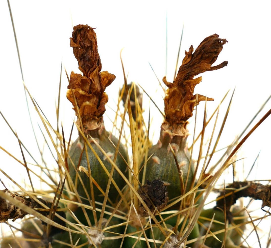 Ferocactus hamatacanthus SELECTED GOLDEN – Texas barrel cactus | Twisted spine c