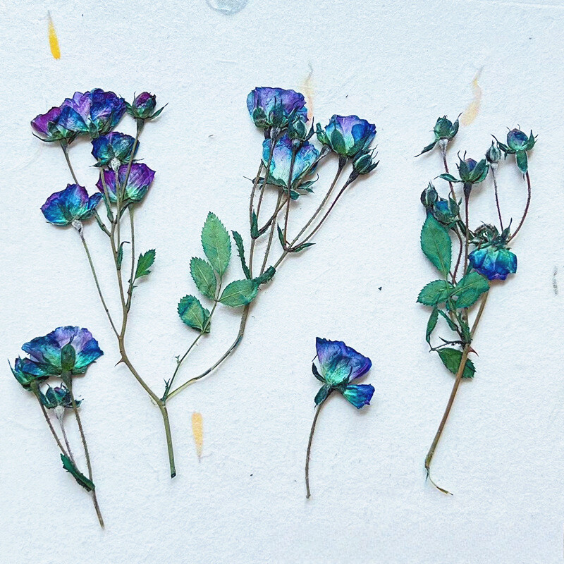 12pcs Handmade Dried Rose with Many Buds Natural Flower Specimen Plant Materials