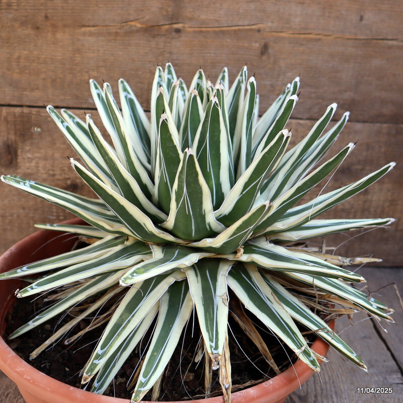 D2029 AGAVE REGINAE VICTORIAE WHITE RHINO VERY OLD pot35-H27-W41 cm MaMa Cactus