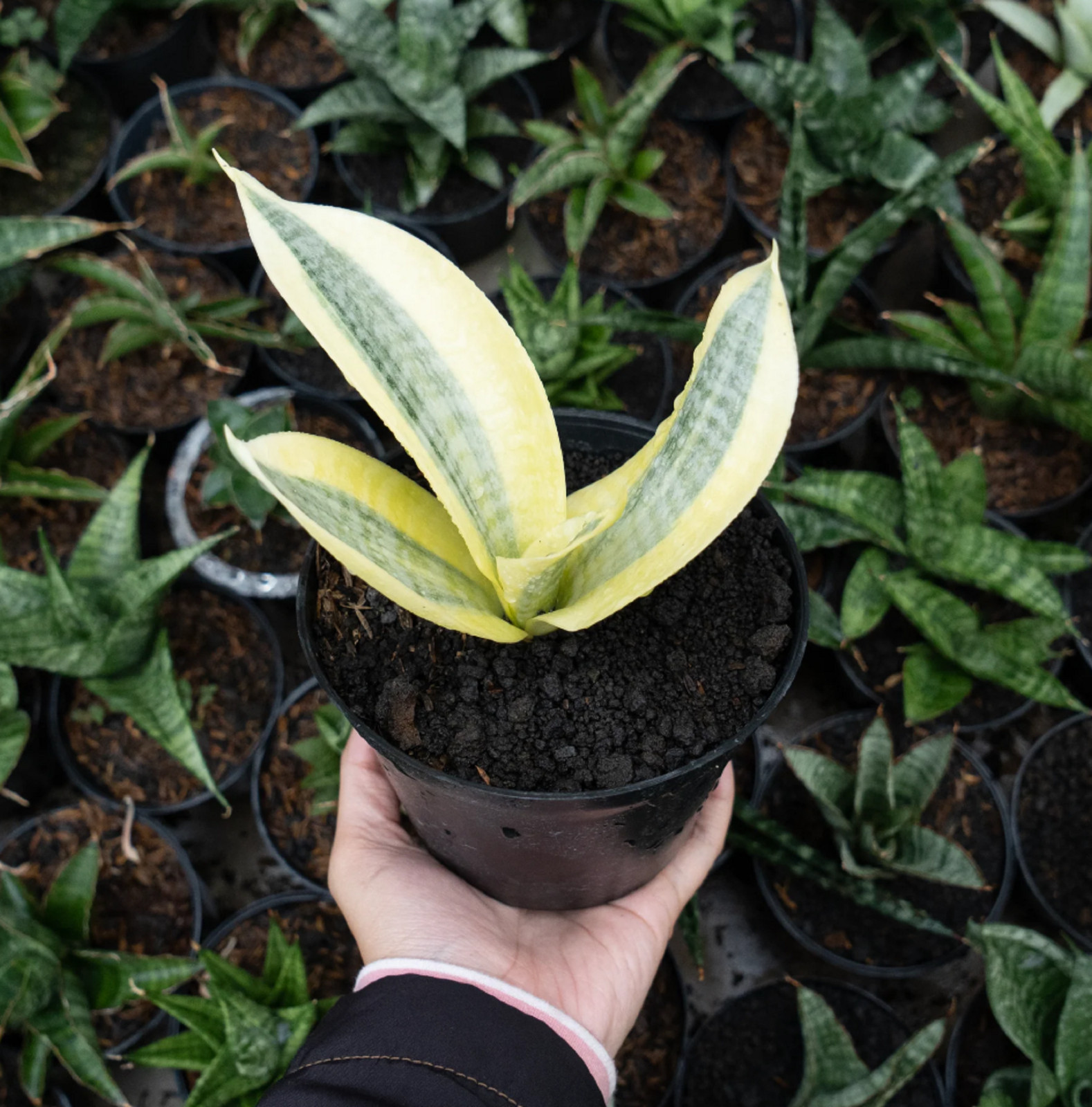 Sansevieria White Golden Hahii High Quality Rare Uniqe Snake Plant
