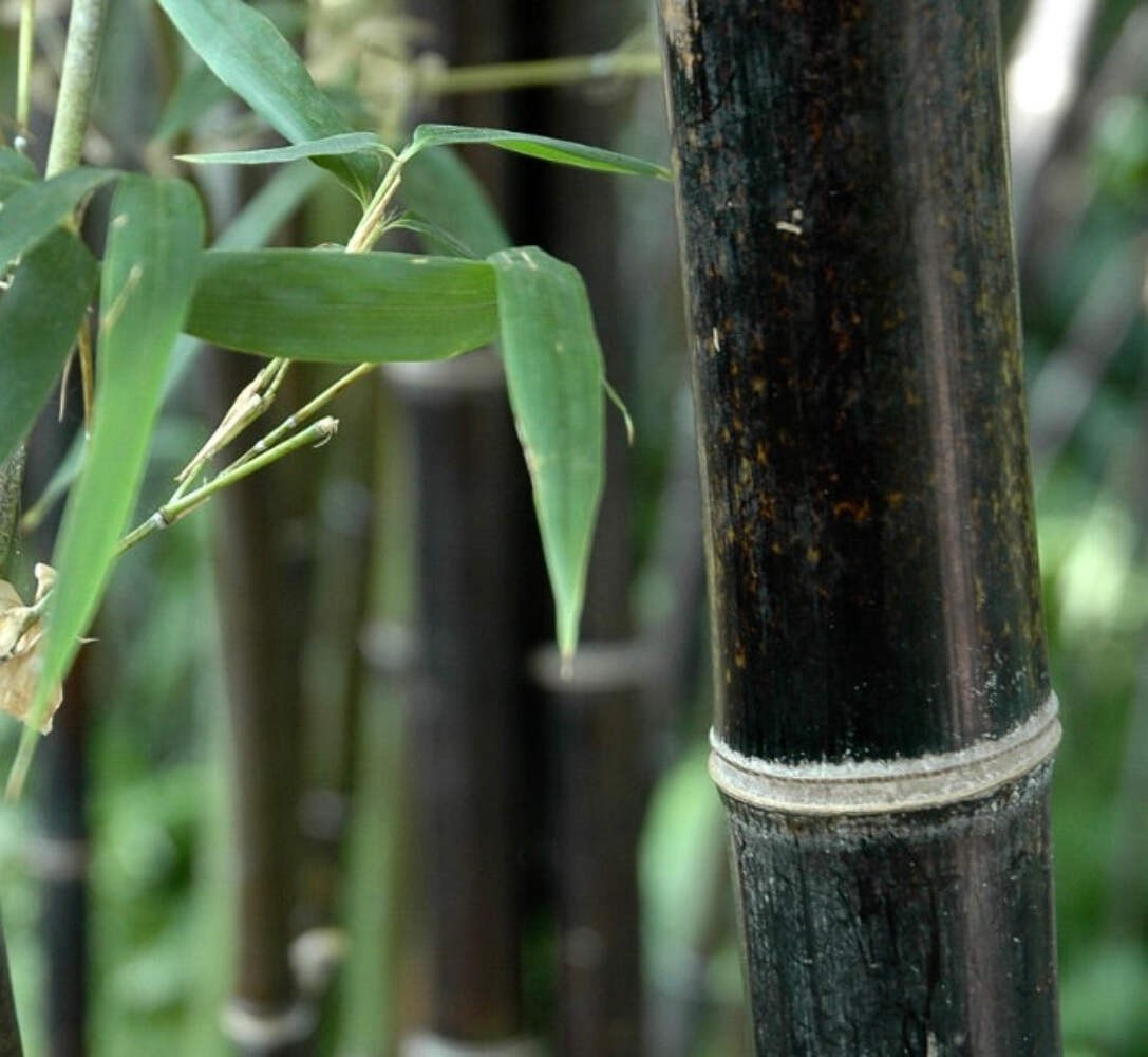 Phyllostachys nigra 50-70cm – Black bamboo | Black culm bamboo