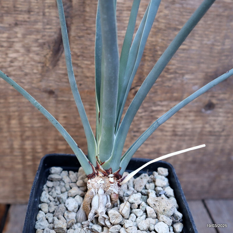 D1161 DRACAENA SERRULATA pot10-H32-W25 cm MaMa Cactus