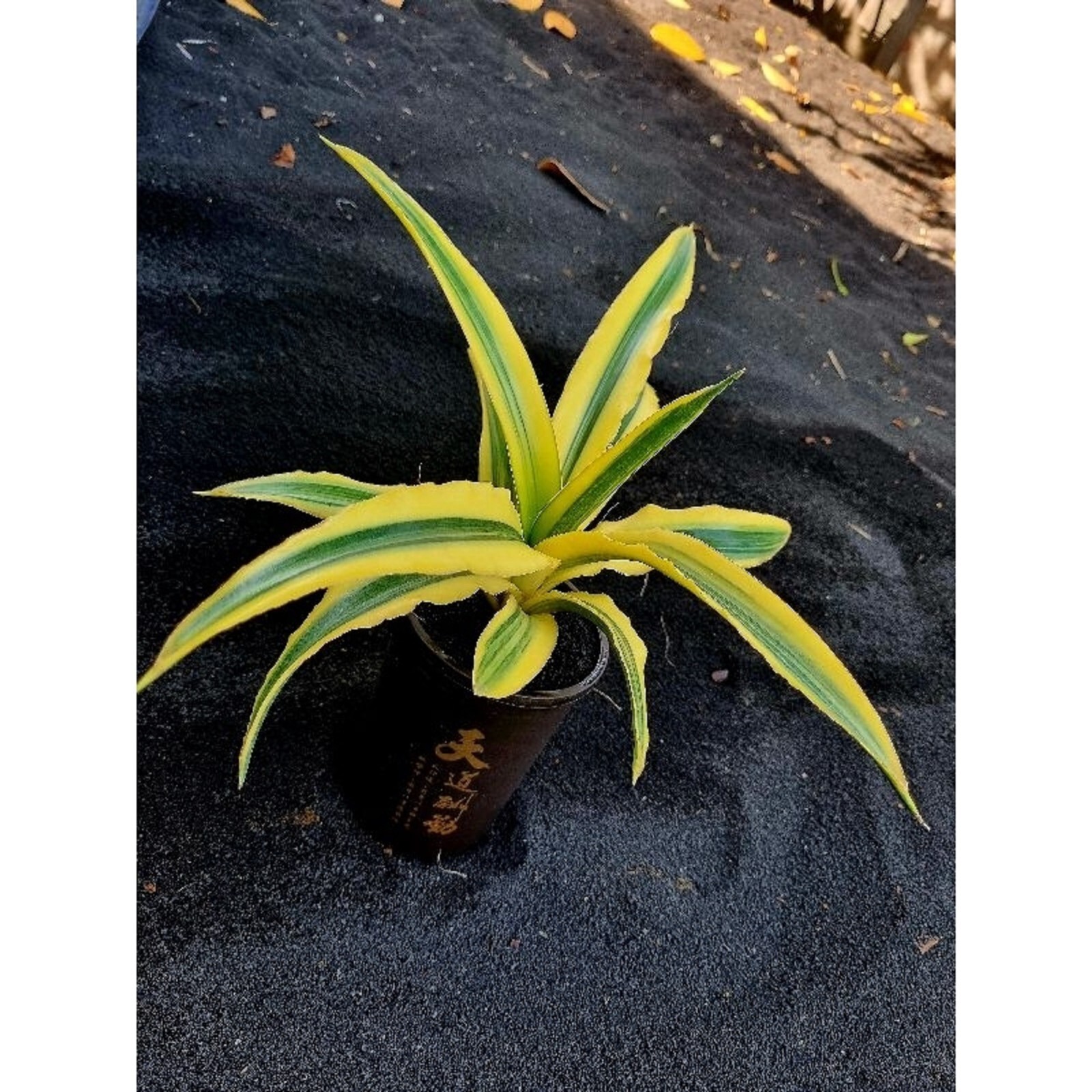 Sansevieria Katana Variegated Rare Unique Snake Plant