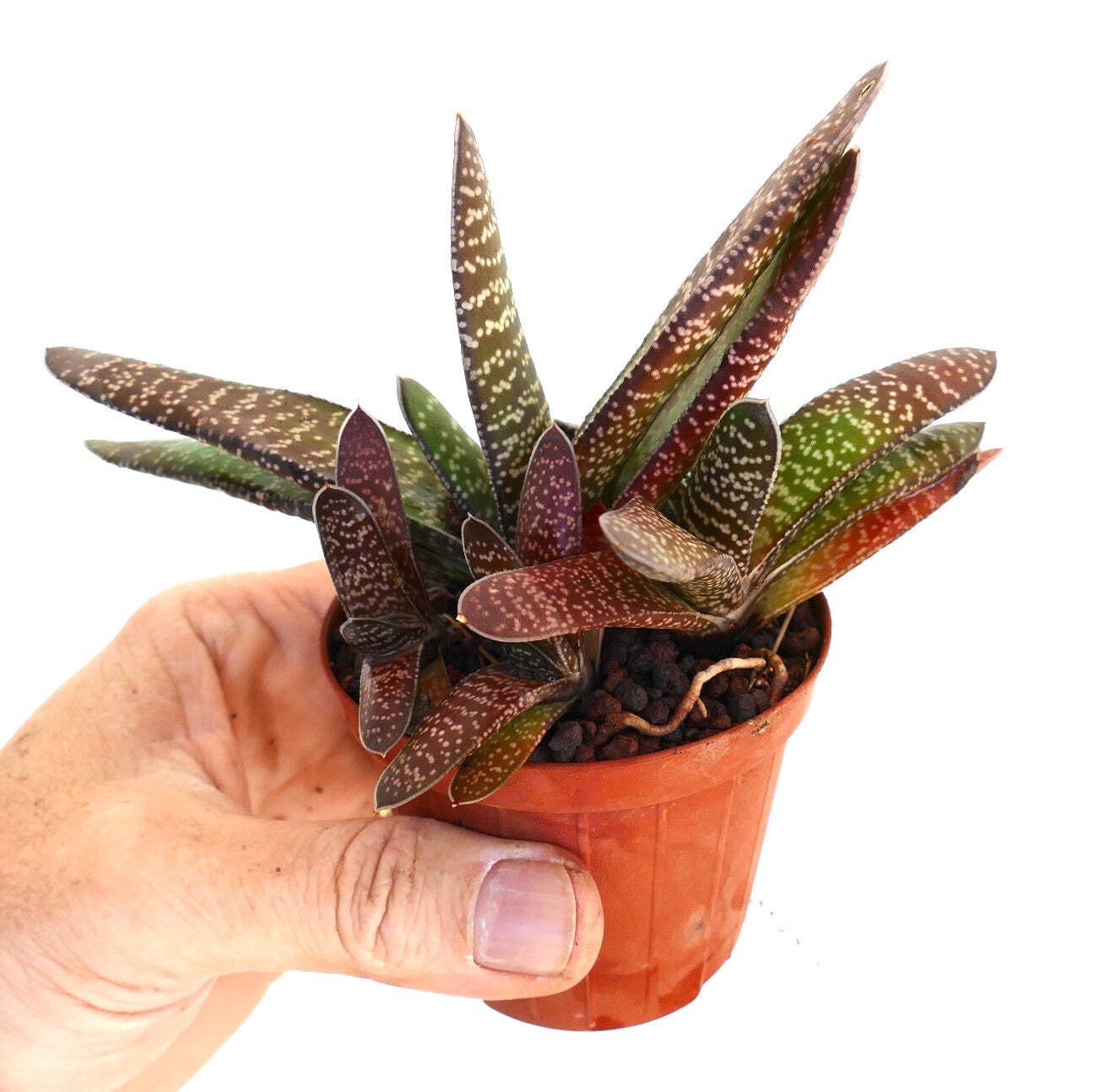 Gasteria carinata EX. EXOTICA (SPECKS) SELECTED – Bredasdorp gasteria | Keeled g