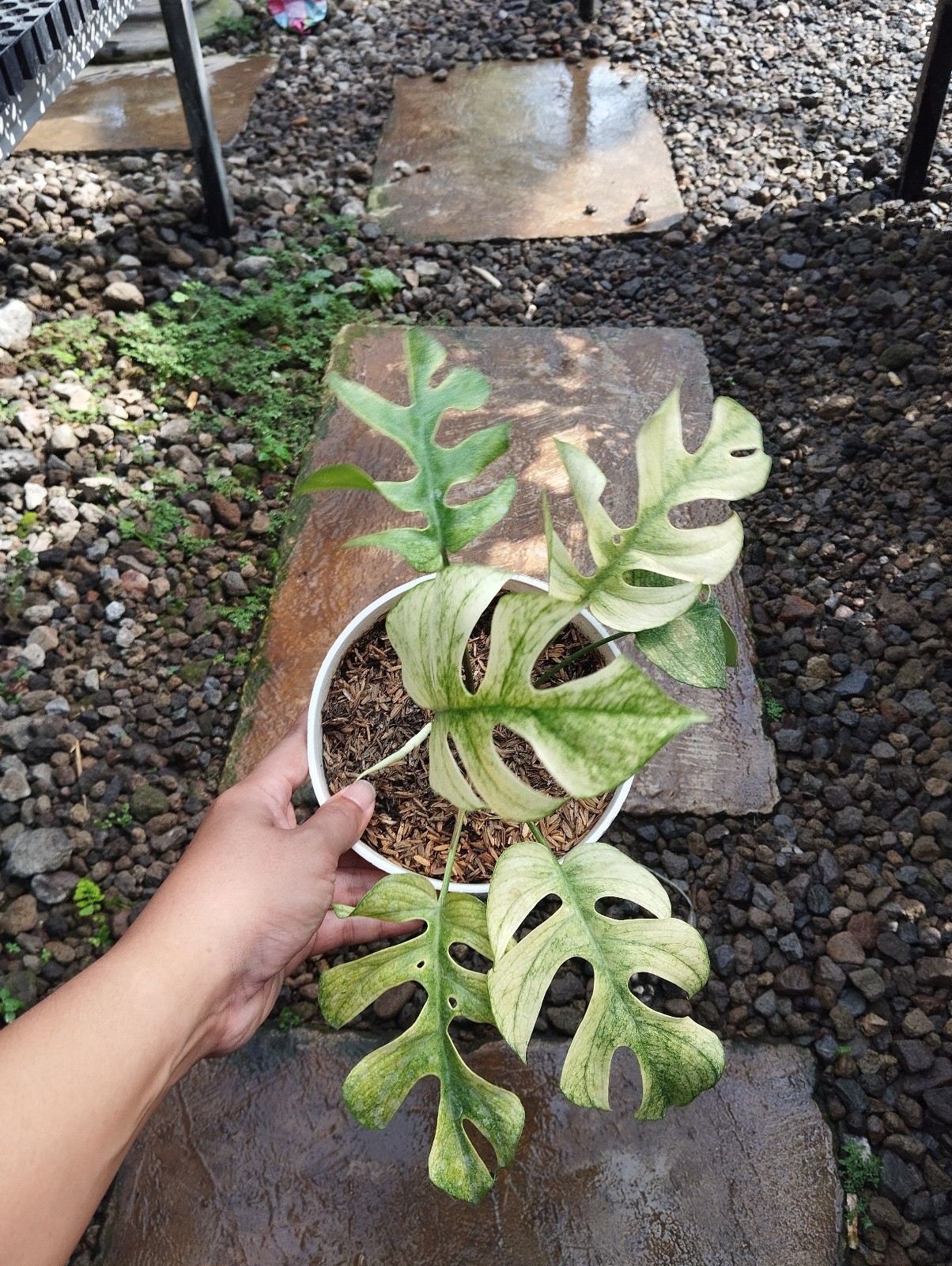 Raphidopora Tetrasperma White Monster Variegated Real Picture Free Phitosanytari